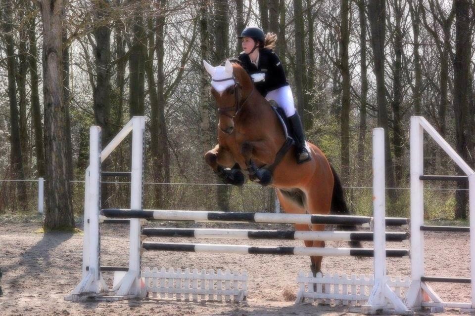 Dansk Varmblod RTS - Contreau - RTS - Contreau 30. Marts 2014  billede 1