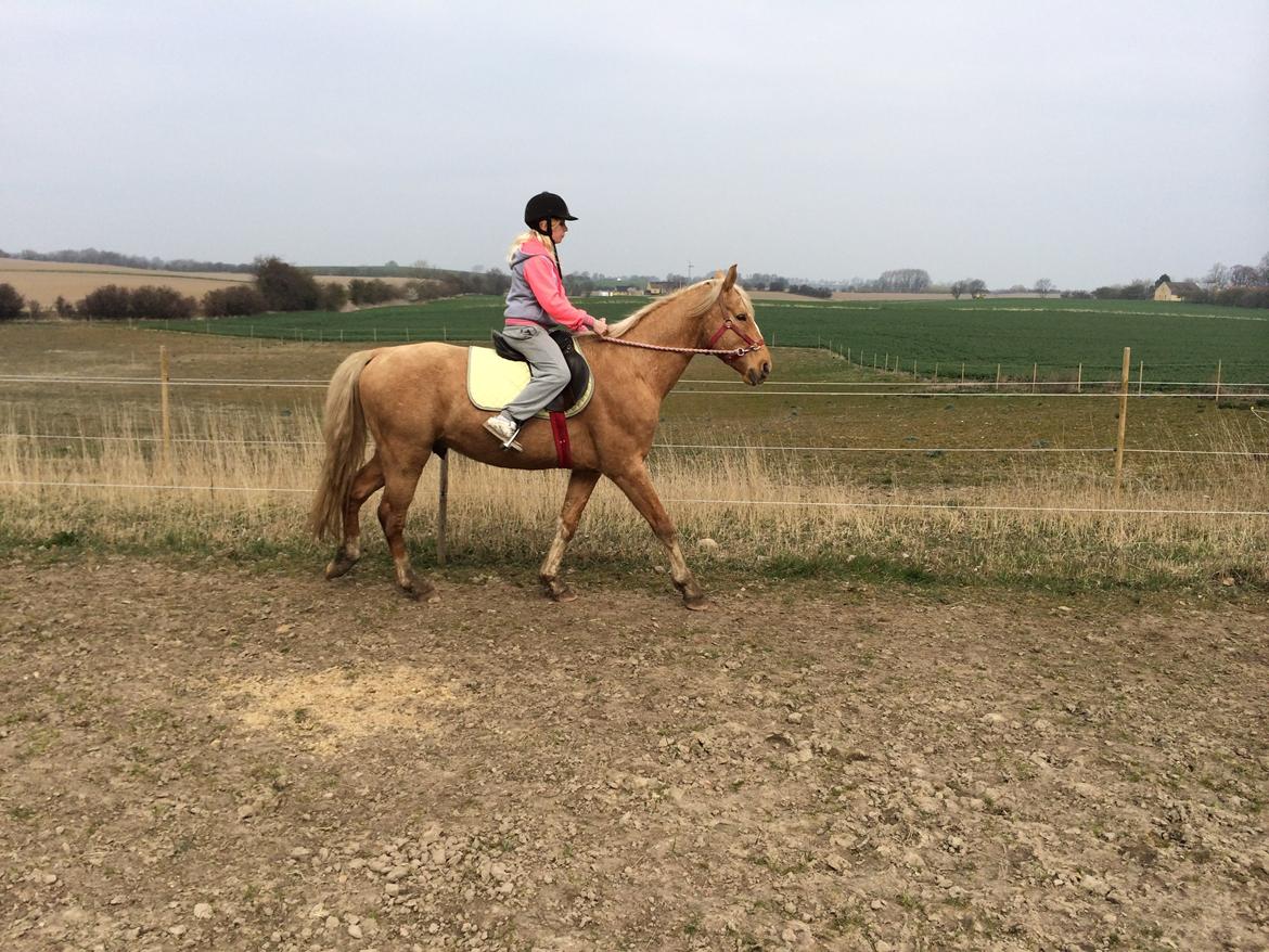 Palomino Ga' Cool Cash billede 3