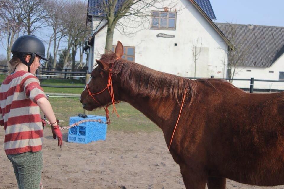 Anden særlig race Pollo billede 26