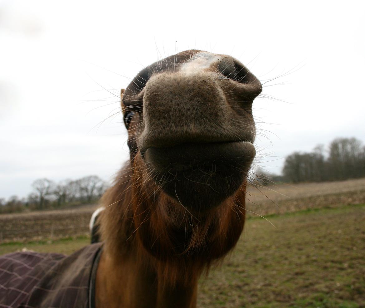 New Forest Freja - Min dejlige lama<3 billede 12