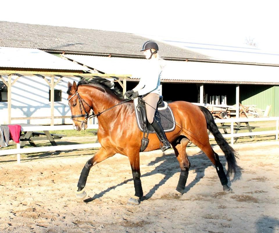 Dansk Varmblod Ocabell - Træning marts 2014 billede 18