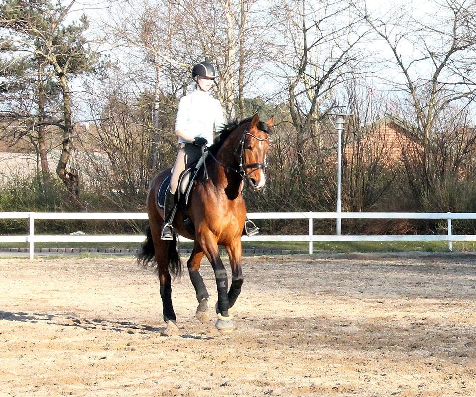 Dansk Varmblod Ocabell - Træning marts 2014 billede 1