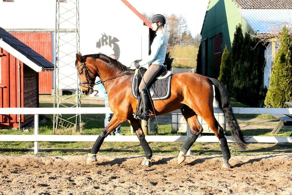 Dansk Varmblod Ocabell - Træning marts 2014 billede 20