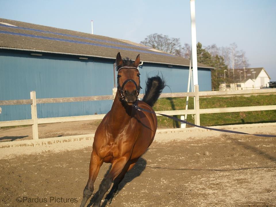 Dansk Varmblod Nico Décir billede 10