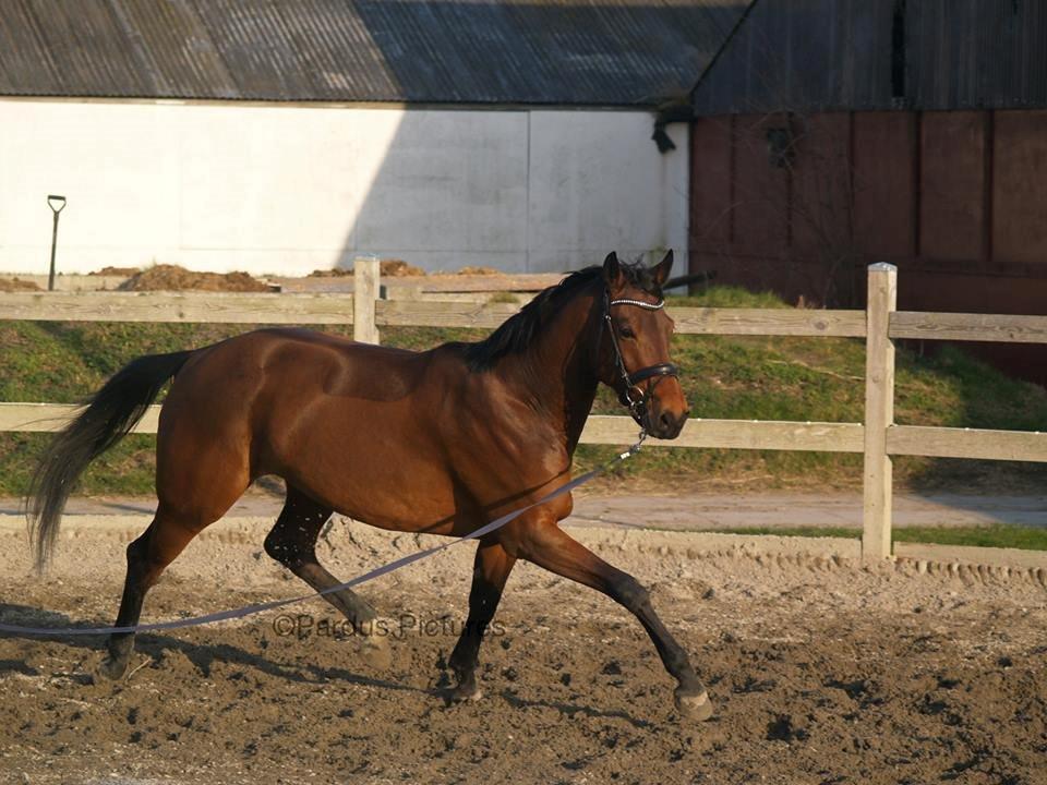 Dansk Varmblod Nico Décir billede 20