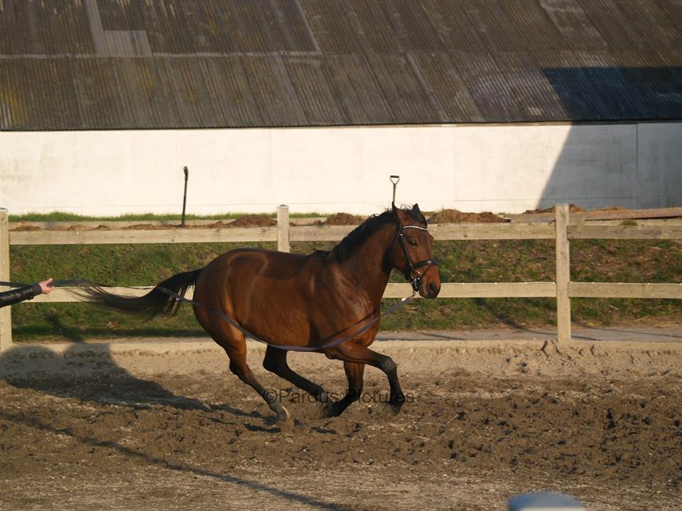 Dansk Varmblod Nico Décir billede 15