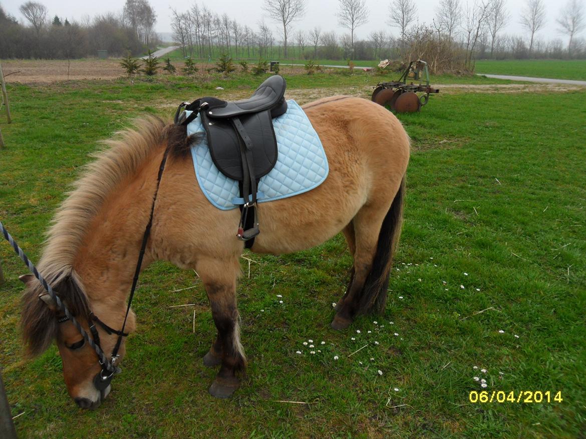 Anden særlig race Prins Knud billede 3