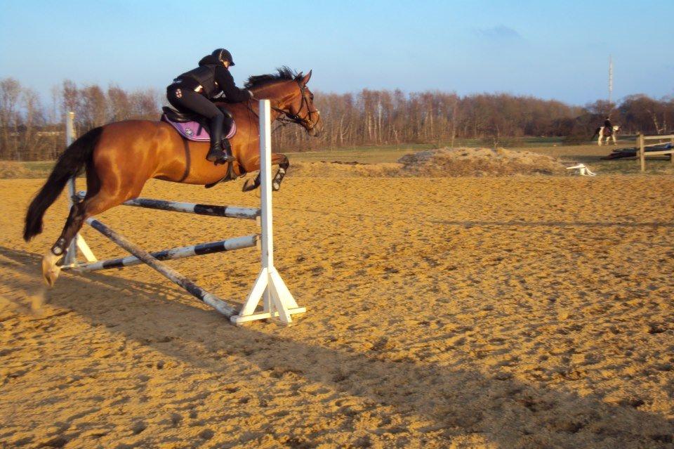 Dansk Varmblod Nykjærs Libelle billede 5