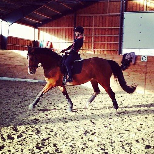 Dansk Varmblod Nykjærs Libelle billede 2