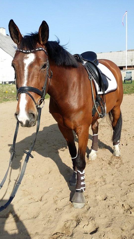 Dansk Varmblod Nykjærs Libelle billede 19