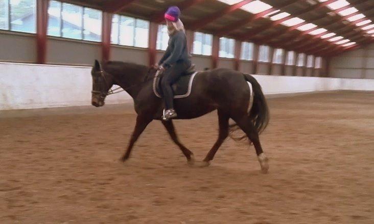 Dansk Varmblod Nygaards Michado - ja. mig og micha billede 35