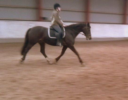 Dansk Varmblod Nygaards Michado - ninner og micha der træner bagbens aktivering :)  billede 17