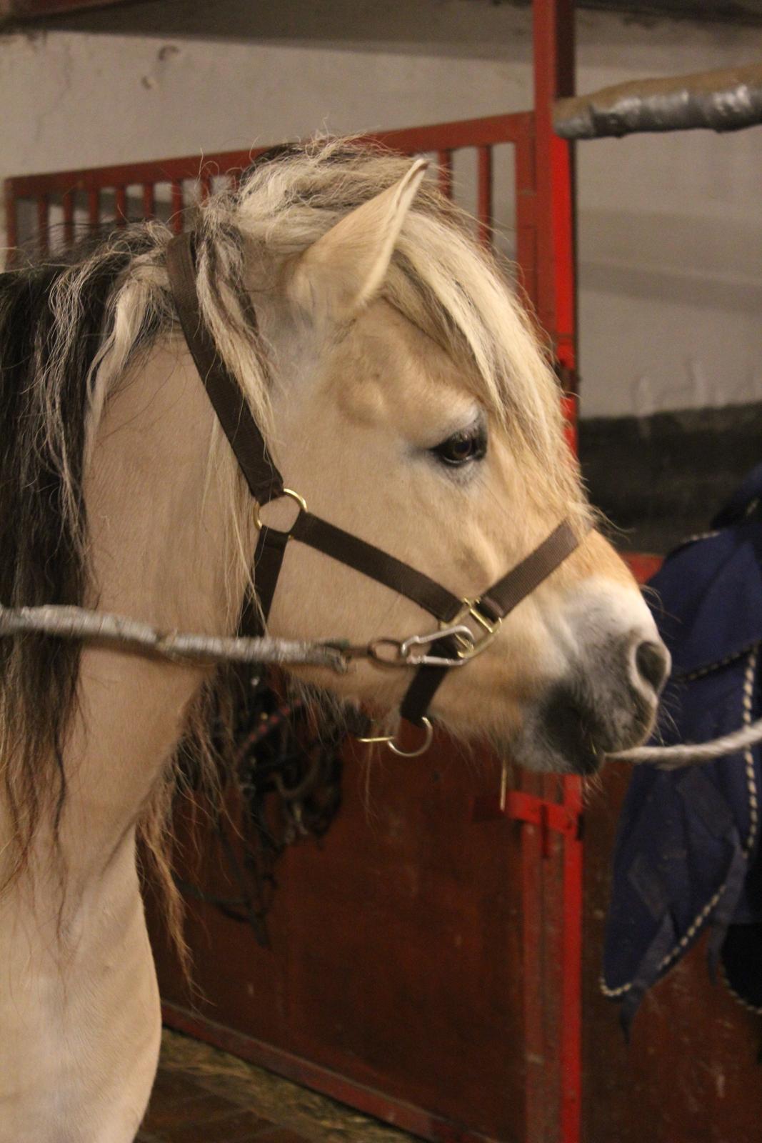 Fjordhest Fairith Kjeldsvang Solgt billede 24