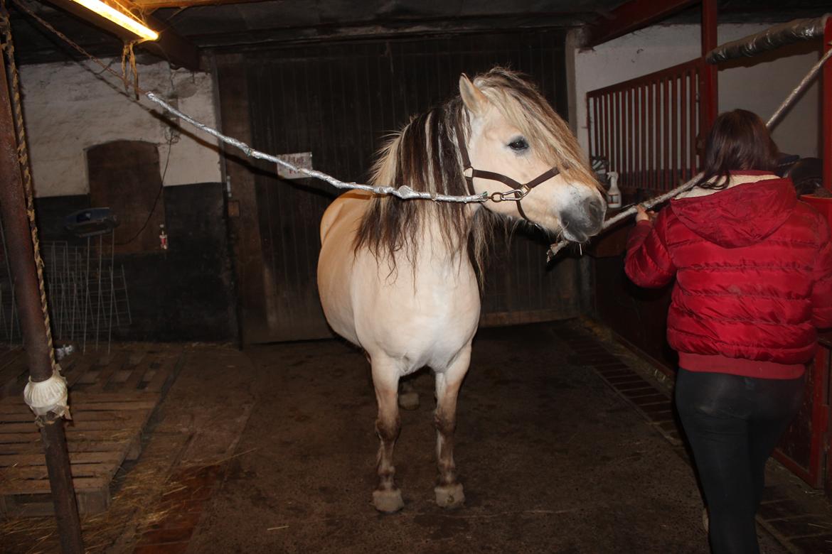 Fjordhest Fairith Kjeldsvang Solgt billede 13