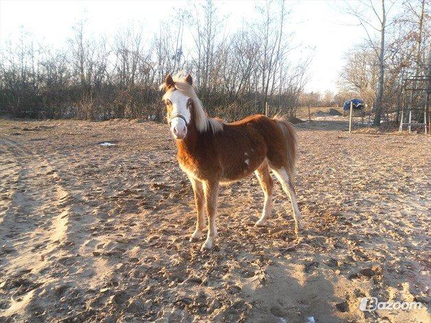 Welsh Partbred (Sec F) Stendyssen`s Sunbreaker - Sun da han var mindre v. tidliger ejer billede 2