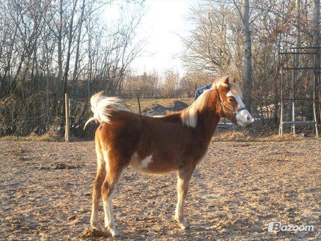 Welsh Partbred (Sec F) Stendyssen`s Sunbreaker billede 3