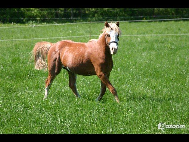 Welsh Partbred (Sec F) Stendyssen`s Sunbreaker - Sun på lækkert sommergræs v. tidliger ejer billede 5