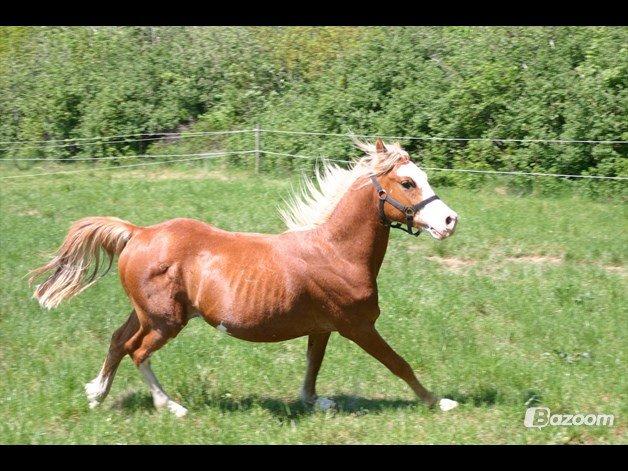 Welsh Partbred (Sec F) Stendyssen`s Sunbreaker - Sun med fuld fart på v. tidliger ejer billede 4