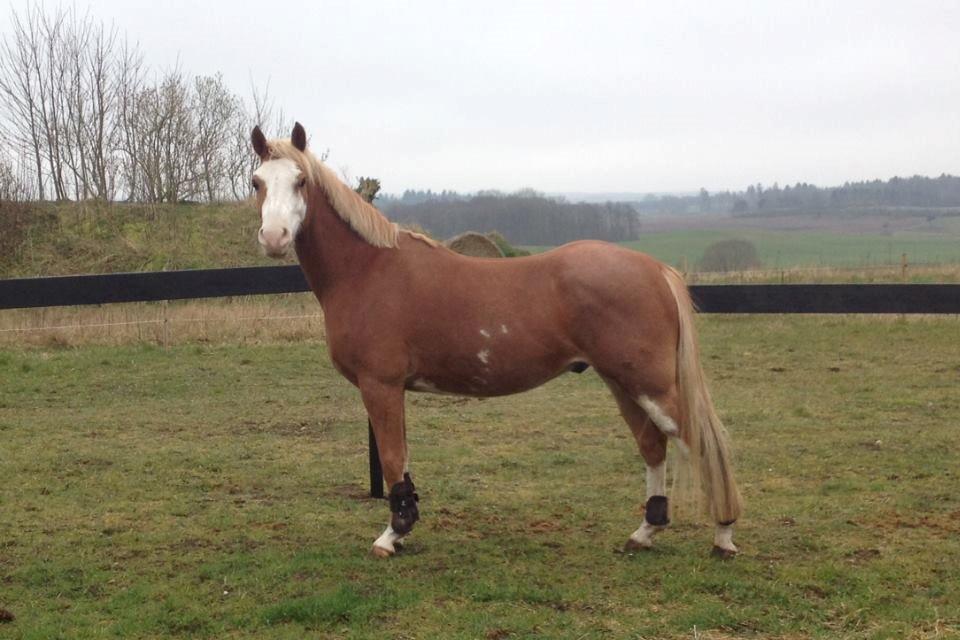 Welsh Partbred (Sec F) Stendyssen`s Sunbreaker - Sun 5-4-2014 efter vi har trænet lidt billede 24