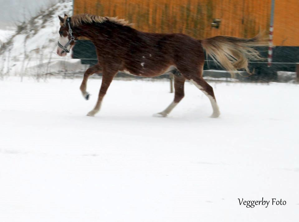 Welsh Partbred (Sec F) Stendyssen`s Sunbreaker - 22-1-2014 billede 21