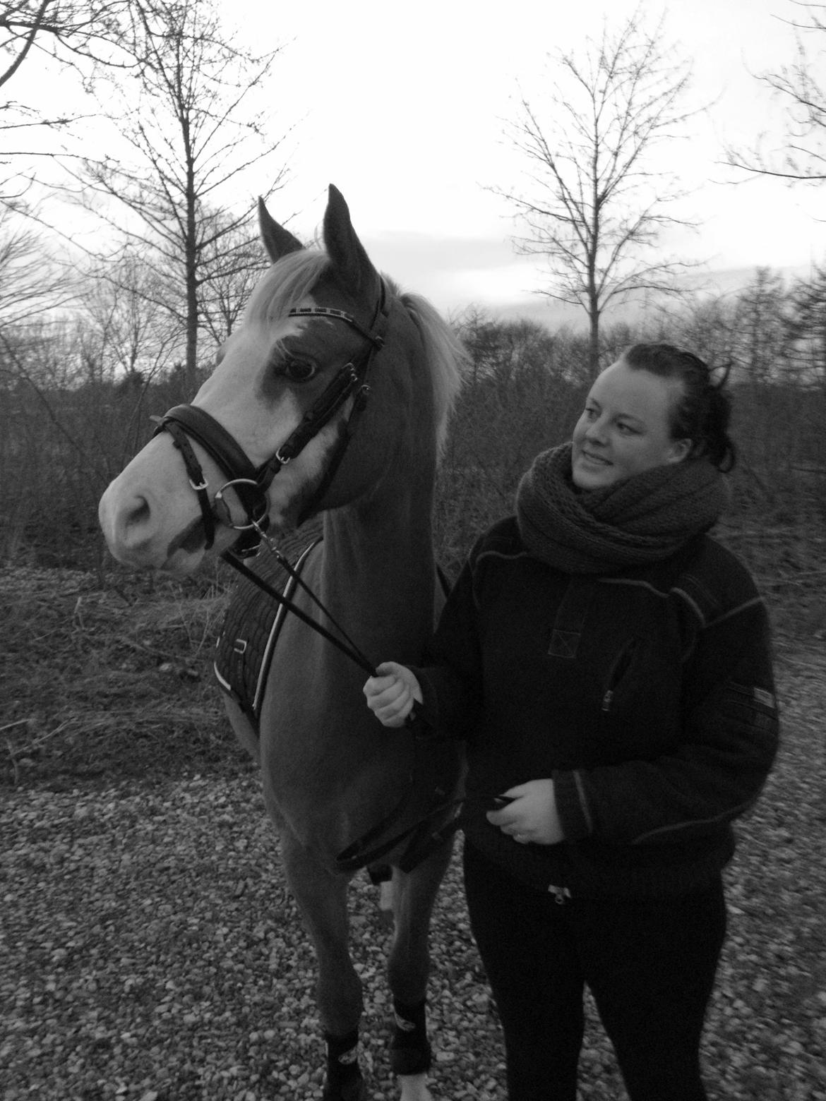 Welsh Partbred (Sec F) Stendyssen`s Sunbreaker - Sun og jeg med den nye trense d.8-3-2014 billede 22