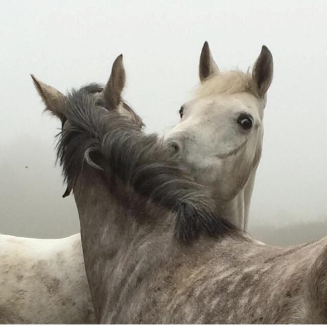 Anden særlig race Starhorse Ramses - Carlie og Ramses på folden billede 6