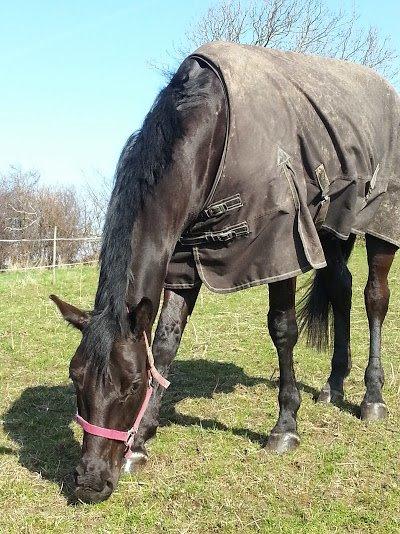 Oldenborg Masterpiece billede 5