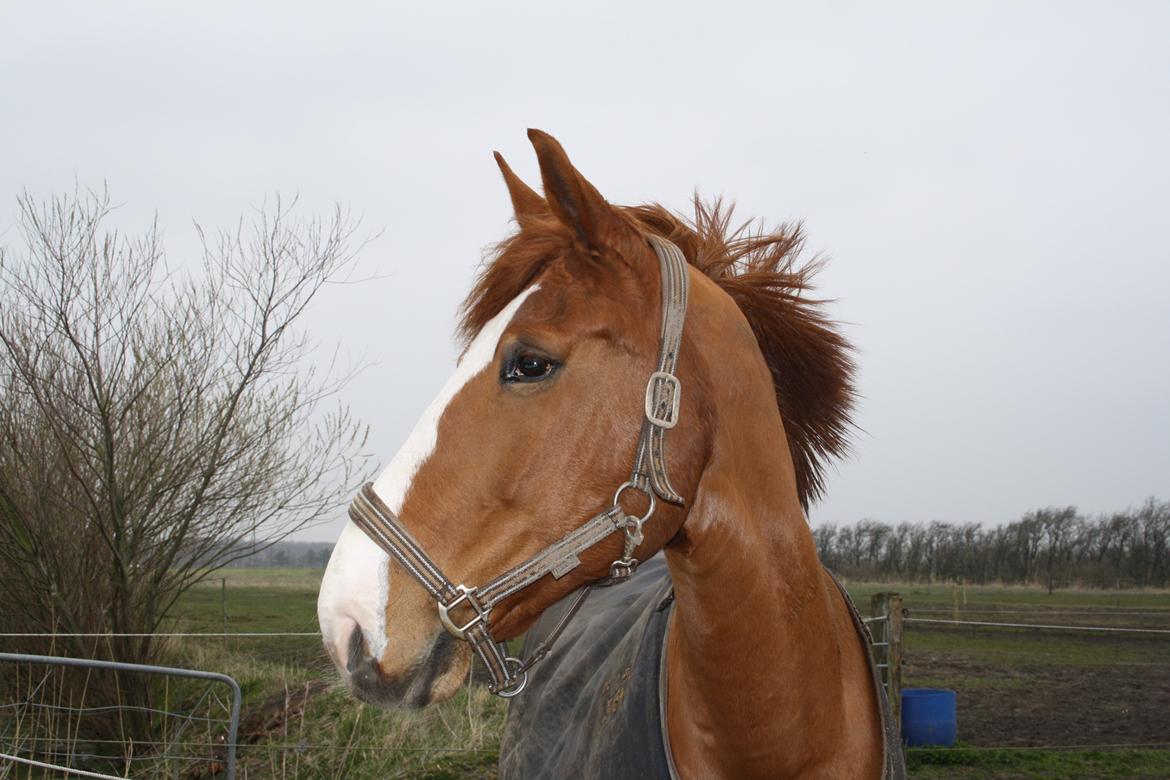 Dansk Varmblod Heartbreaker's Finally billede 2