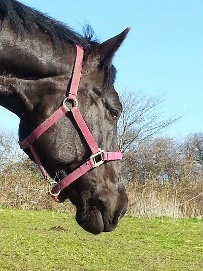 Oldenborg Masterpiece billede 7