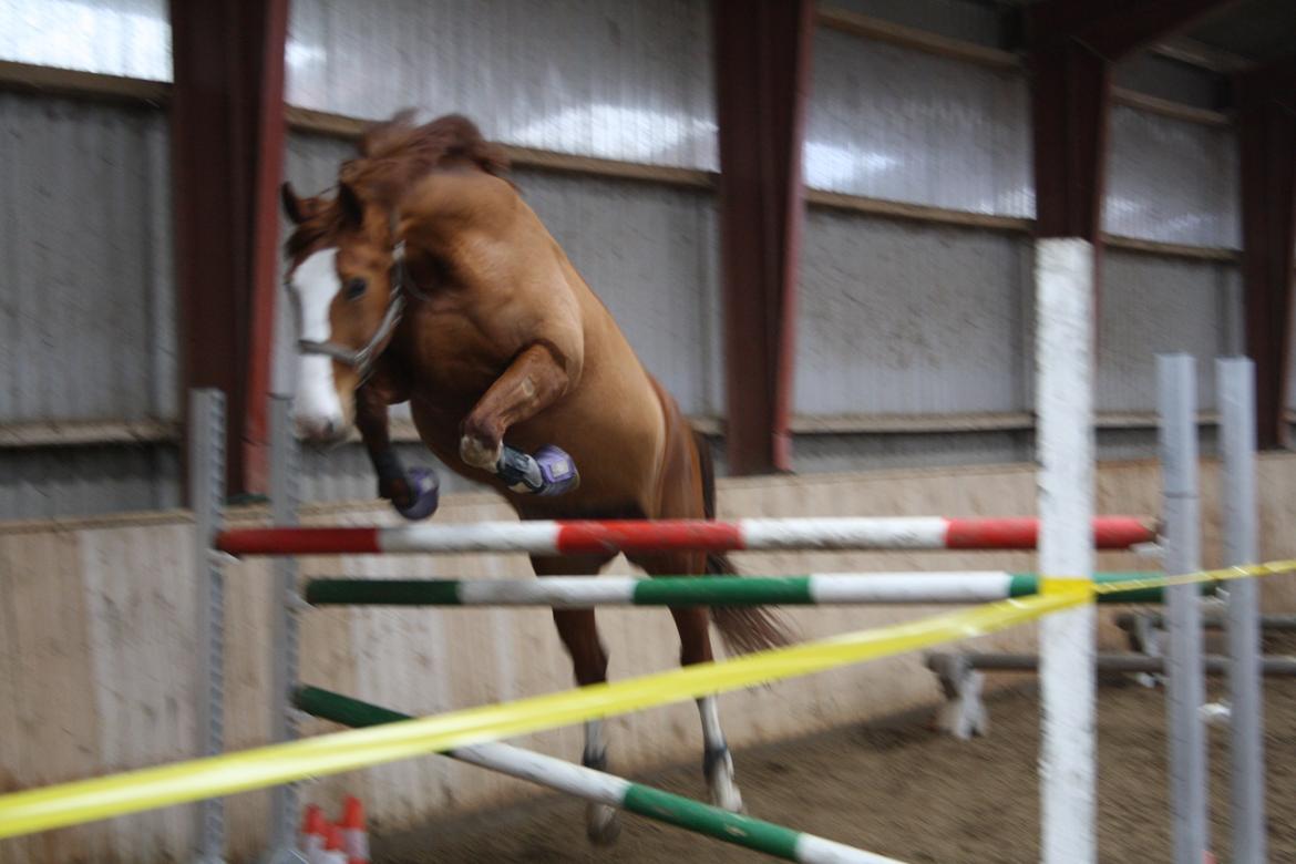 Dansk Varmblod Heartbreaker's Finally - jow jow .. hun kan da springe ..  billede 3