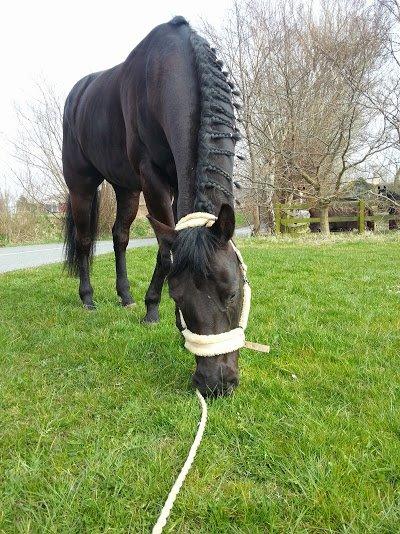 Oldenborg Masterpiece billede 15