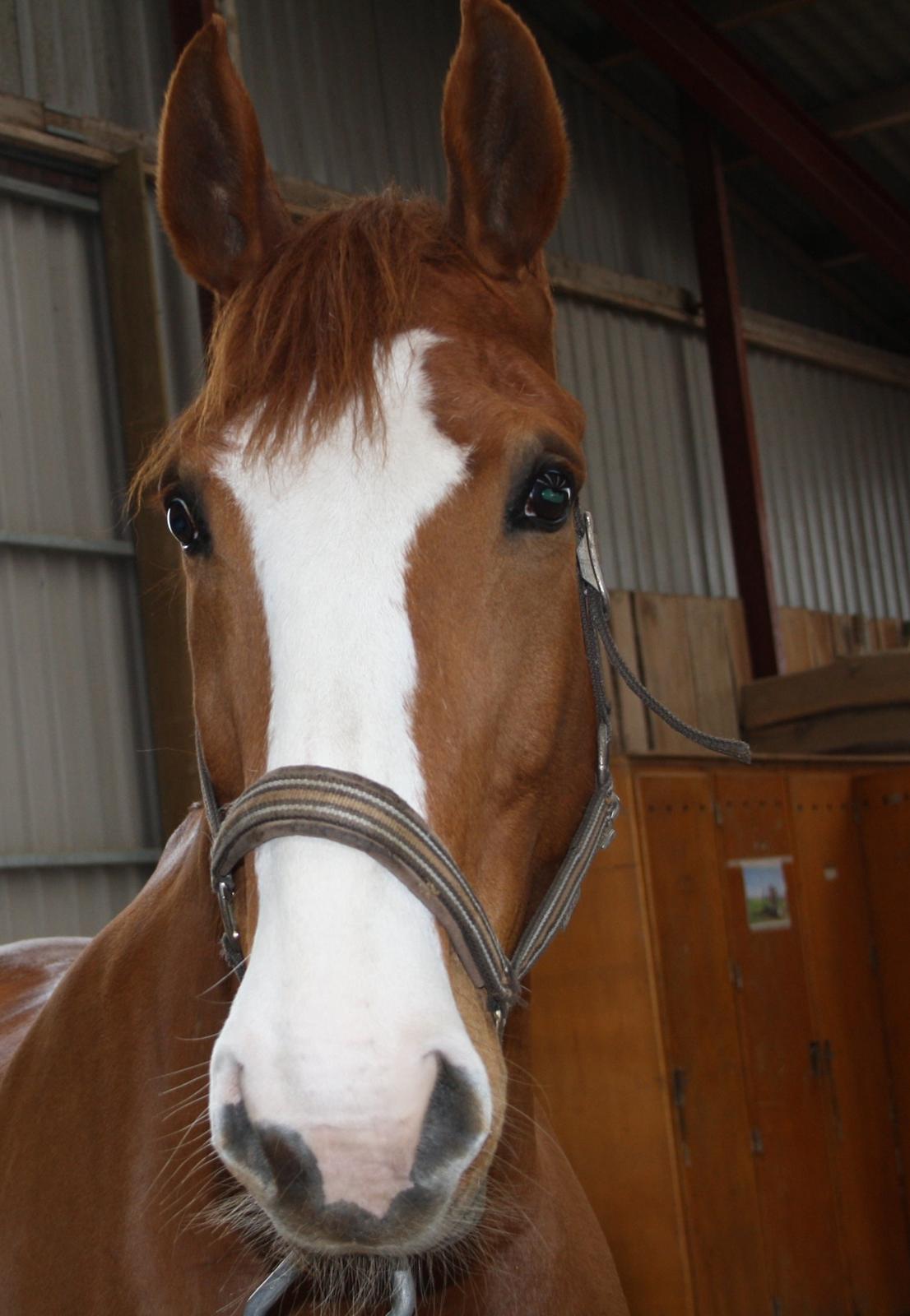 Dansk Varmblod Heartbreaker's Finally - verdens dejligste prulle <3 billede 1