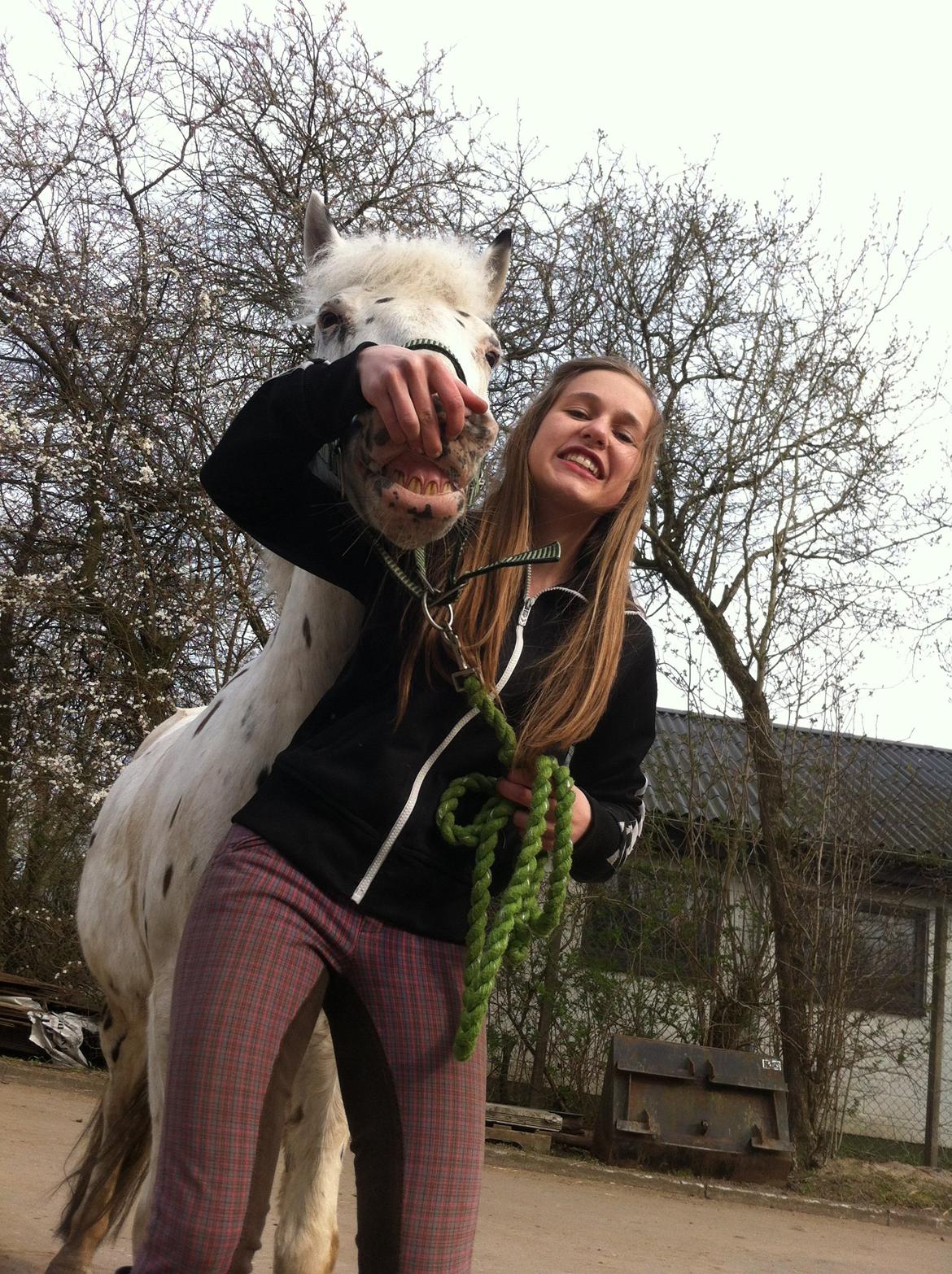 Knabstrupper Simba  billede 8