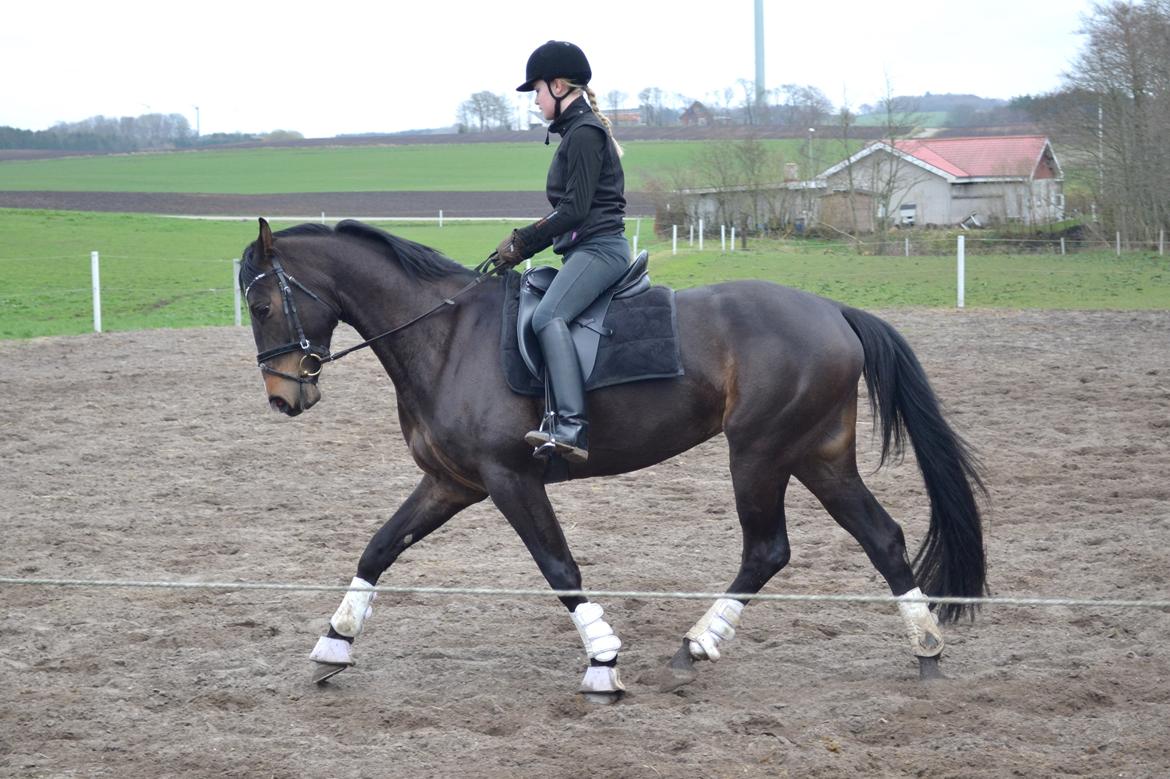 Dansk Varmblod / Sportspony   November Surprise - 7 april 2014 billede 3