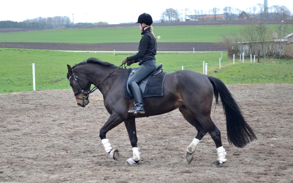 Dansk Varmblod / Sportspony   November Surprise - 7. april 2014 billede 6
