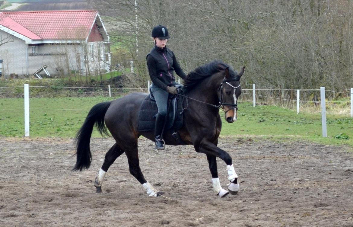 Dansk Varmblod / Sportspony   November Surprise - 7. april 2014 billede 5