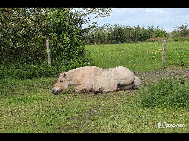 Fjordhest Thor - Heii :D Velkommen til Thor,s profil :-P Læg gerne en kommentar og en bedømmelse så bliver vi glade! <3 :-)) Billed lånt af Megan ;-) billede 3