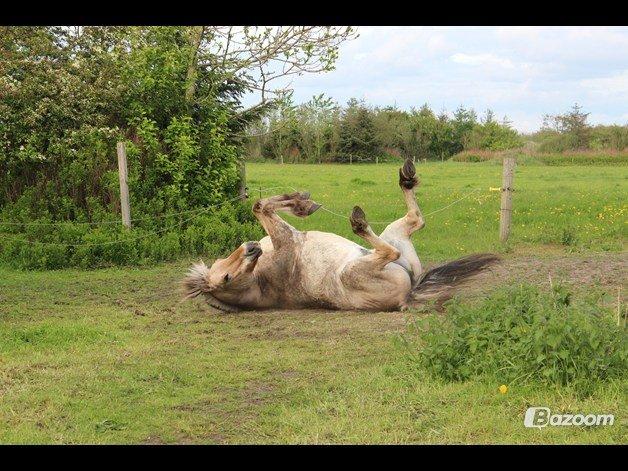 Fjordhest Thor -  Billed lånt af Megan ;-) billede 7