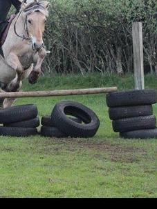 Fjordhest Thor - Jaja han kan godt! :-)  Billed lånt af Megan ;-) billede 5