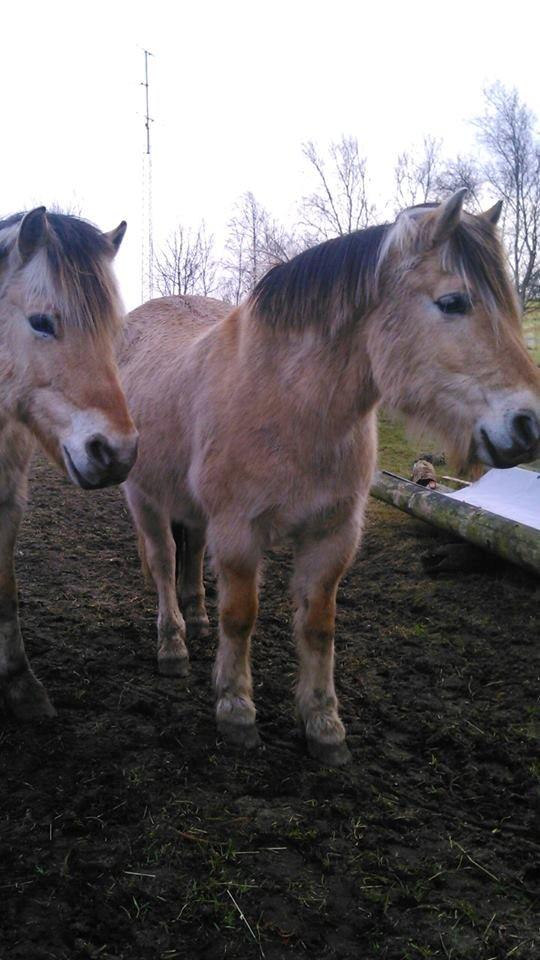 Fjordhest Thor - Thor og Odin :-P billede 10