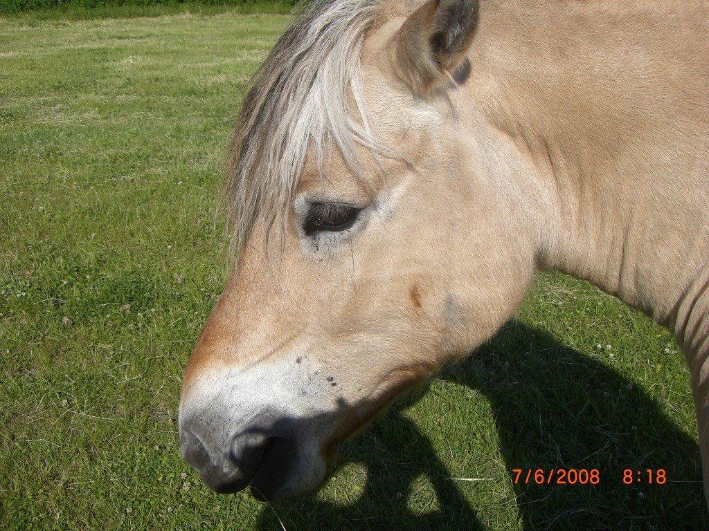 Fjordhest Thor - Elsker dig!<3 :-)) billede 11
