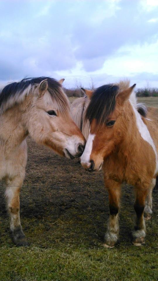 Fjordhest Thor - Thor og Mulle!<3 (Kærsterne) :-D billede 12