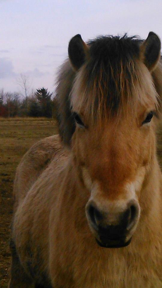 Fjordhest Thor - Dejligste og smukke dreng! <3 billede 15