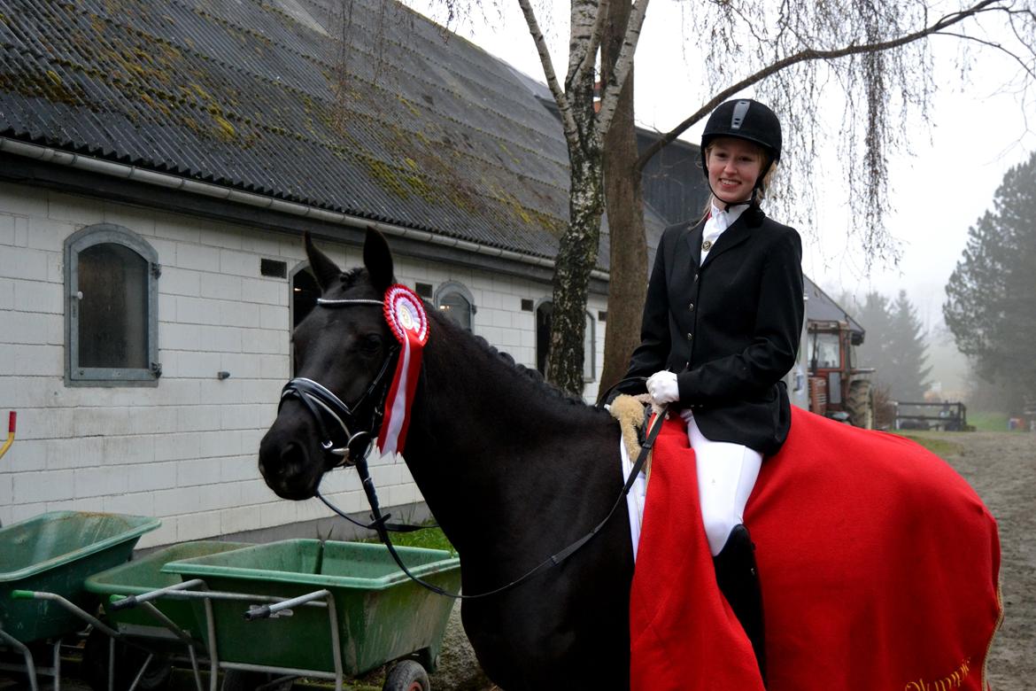 Welsh Partbred (Sec F) Laibek's Olympic - Stjerneponyen<3 billede 9