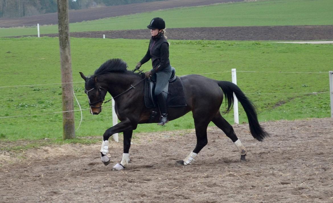 Dansk Varmblod / Sportspony   November Surprise - 7. april 2014 billede 4