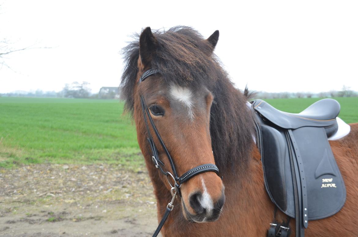 Islænder Jörp fra Skygge - Velkommen til Jörps profil :-) billede 2
