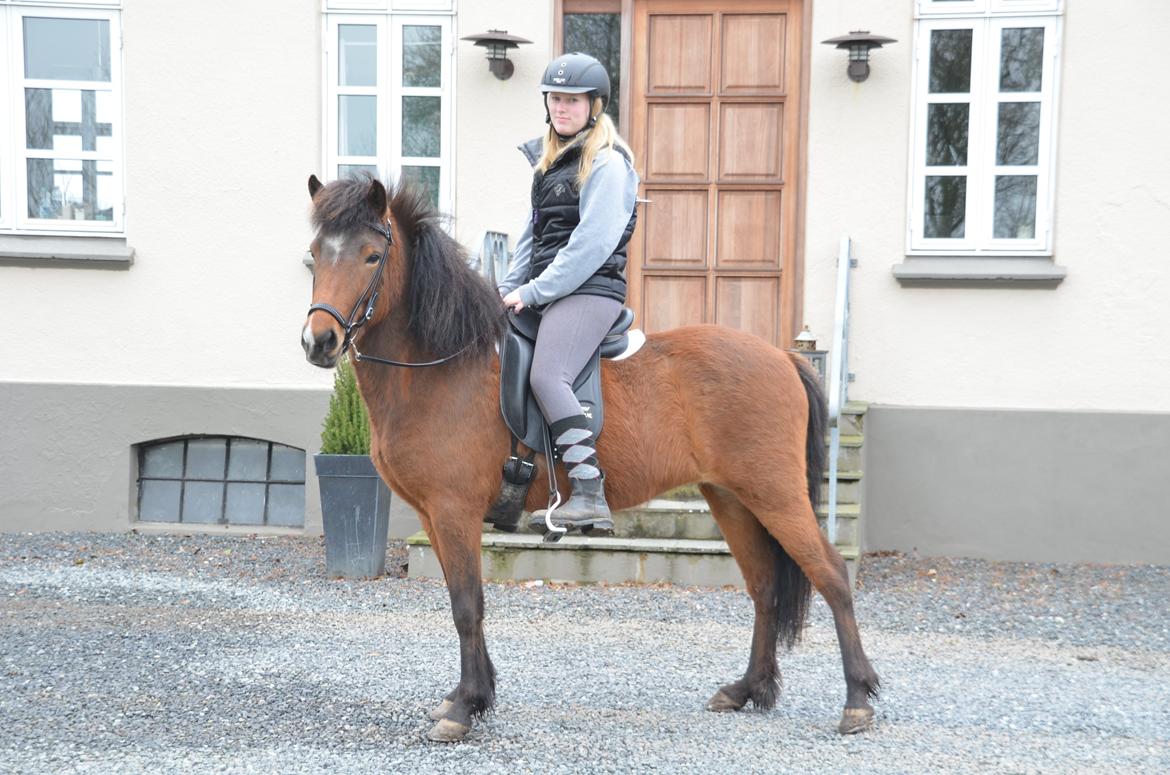 Islænder Jörp fra Skygge - 7 april 2014 billede 3