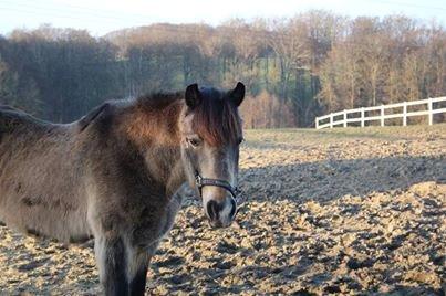Anden særlig race Don Düval (valle) billede 1