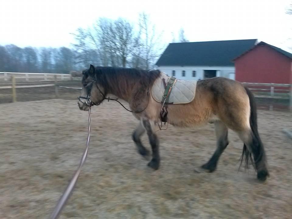 Anden særlig race Don Düval (valle) billede 5