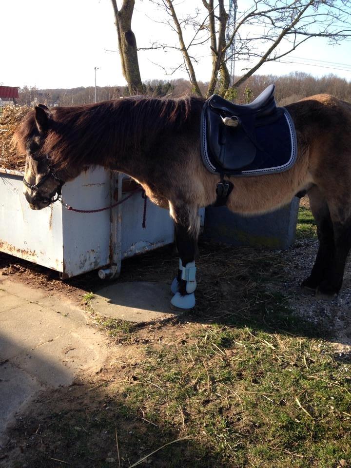 Anden særlig race Don Düval (valle) billede 8